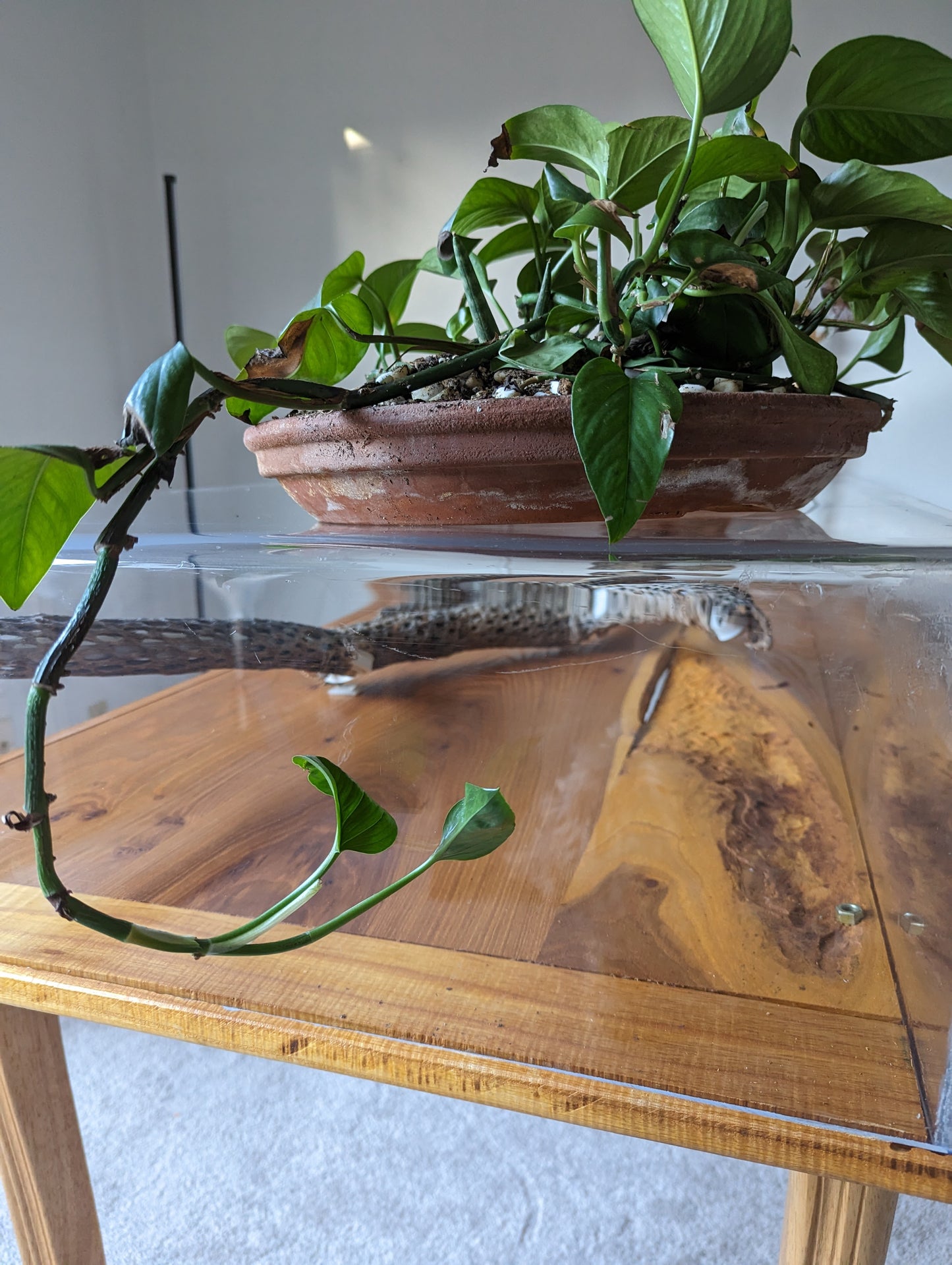 **SOLD ** DJ Booth Cactus Bones Table